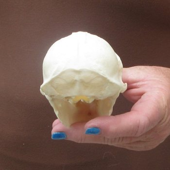 B-Grade 4-1/4" Male African Vervet Monkey Skull  (CITES P-000044854)