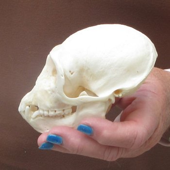 B-Grade 4-1/4" Male African Vervet Monkey Skull  (CITES P-000044854)