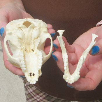 B-Grade 4-1/4" Male African Vervet Monkey Skull  (CITES P-000044854)