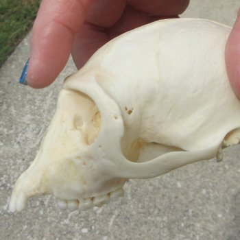 B-Grade 4-1/4" Male African Vervet Monkey Skull  (CITES P-000044854)