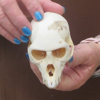 B-Grade 4-1/4" Male African Vervet Monkey Skull  (CITES P-000044854)