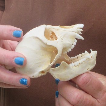 B-Grade 4-1/4" Male African Vervet Monkey Skull  (CITES P-000044854)