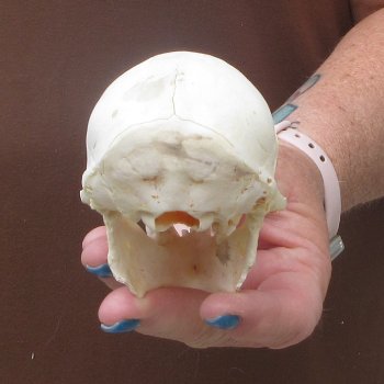 B-Grade 4-1/4" Male African Vervet Monkey Skull  (CITES P-000044854)