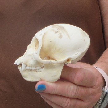 B-Grade 4-1/4" Male African Vervet Monkey Skull  (CITES P-000044854)