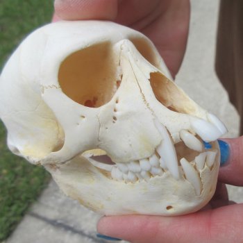 B-Grade 4-1/4" Male African Vervet Monkey Skull  (CITES P-000044854)