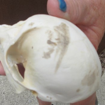 B-Grade 4-1/4" Male African Vervet Monkey Skull  (CITES P-000044854)
