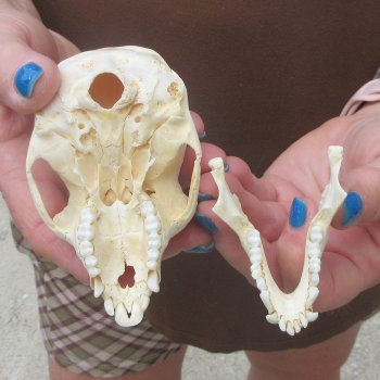 B-Grade 4-1/4" Male African Vervet Monkey Skull  (CITES P-000044854)