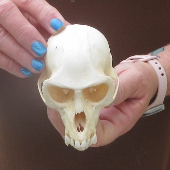 4-1/4" A-Grade Male African Vervet Monkey Skull  (CITES P-000044854)