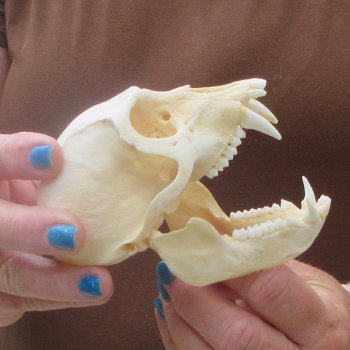 4-1/4" A-Grade Male African Vervet Monkey Skull  (CITES P-000044854)