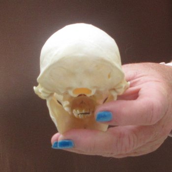 4-1/4" A-Grade Male African Vervet Monkey Skull  (CITES P-000044854)