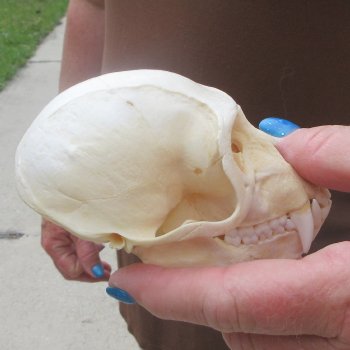 4-1/4" A-Grade Male African Vervet Monkey Skull  (CITES P-000044854)