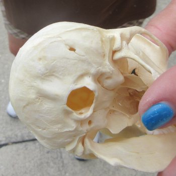 4-1/4" A-Grade Male African Vervet Monkey Skull  (CITES P-000044854)