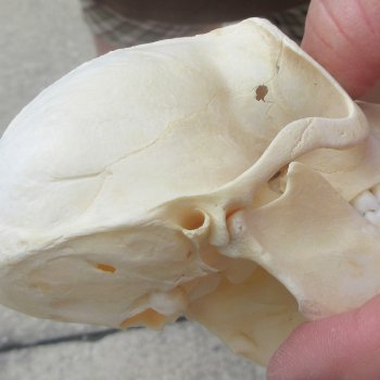 4-1/4" A-Grade Male African Vervet Monkey Skull  (CITES P-000044854)
