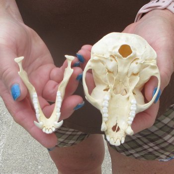 4-1/4" A-Grade Male African Vervet Monkey Skull  (CITES P-000044854)