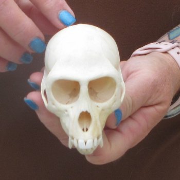 4" A-Grade Female African Vervet Monkey Skull  (CITES P-000044854)