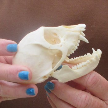 4" A-Grade Female African Vervet Monkey Skull  (CITES P-000044854)