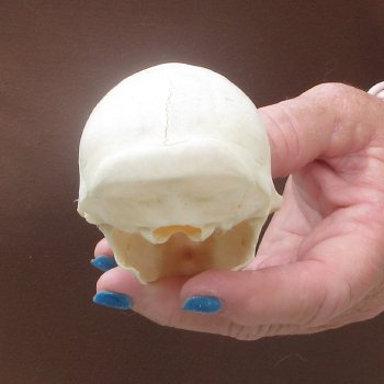 4" A-Grade Female African Vervet Monkey Skull  (CITES P-000044854)