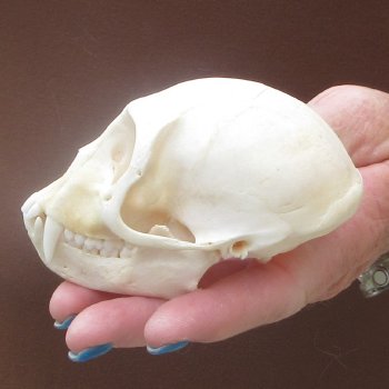 4" A-Grade Female African Vervet Monkey Skull  (CITES P-000044854)