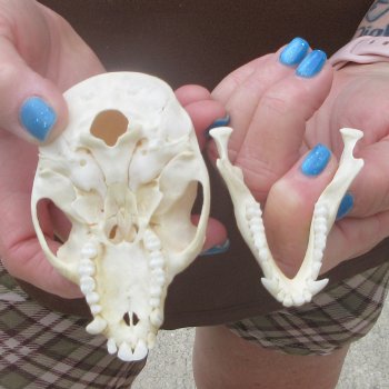 4" A-Grade Female African Vervet Monkey Skull  (CITES P-000044854)