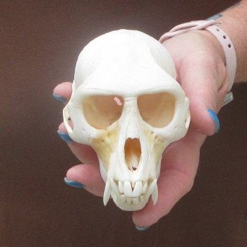 4-1/2" Male African Vervet Monkey Skull  (CITES P-000044854)