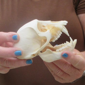 4-1/2" Male African Vervet Monkey Skull  (CITES P-000044854)