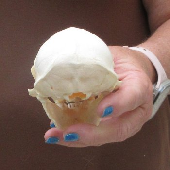 4-1/2" Male African Vervet Monkey Skull  (CITES P-000044854)