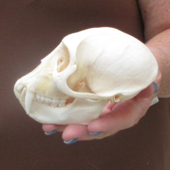 4-1/2" Male African Vervet Monkey Skull  (CITES P-000044854)