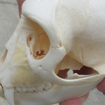 4-1/2" Male African Vervet Monkey Skull  (CITES P-000044854)