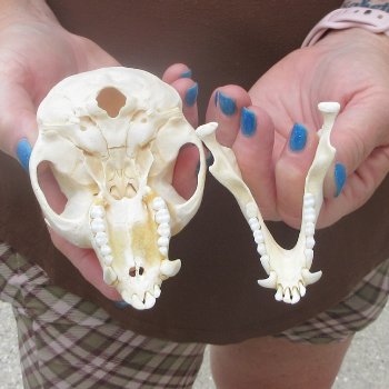 4-1/2" Male African Vervet Monkey Skull  (CITES P-000044854)