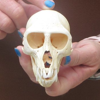 B-Grade 4-1/4" Male African Vervet Monkey Skull  (CITES P-000044854)