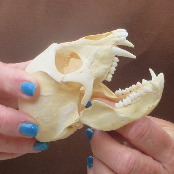B-Grade 4-1/4" Male African Vervet Monkey Skull  (CITES P-000044854)