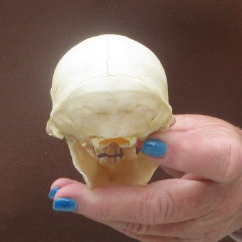 B-Grade 4-1/4" Male African Vervet Monkey Skull  (CITES P-000044854)