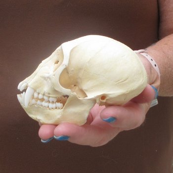 B-Grade 4-1/4" Male African Vervet Monkey Skull  (CITES P-000044854)