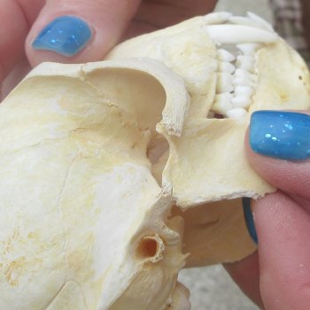 B-Grade 4-1/4" Male African Vervet Monkey Skull  (CITES P-000044854)