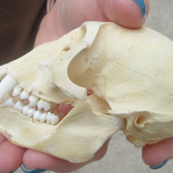 B-Grade 4-1/4" Male African Vervet Monkey Skull  (CITES P-000044854)