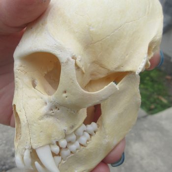 B-Grade 4-1/4" Male African Vervet Monkey Skull  (CITES P-000044854)