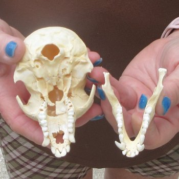 B-Grade 4-1/4" Male African Vervet Monkey Skull  (CITES P-000044854)