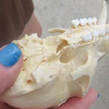 B-Grade 4-1/4" Male African Vervet Monkey Skull  (CITES P-000044854)