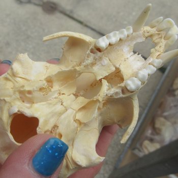 B-Grade 4-1/4" Male African Vervet Monkey Skull  (CITES P-000044854)