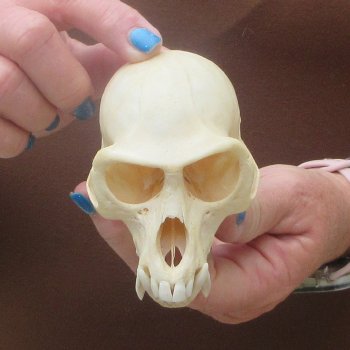 4-1/4" A-Grade Male African Vervet Monkey Skull  (CITES P-000044854)