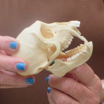 4-1/4" A-Grade Male African Vervet Monkey Skull  (CITES P-000044854)