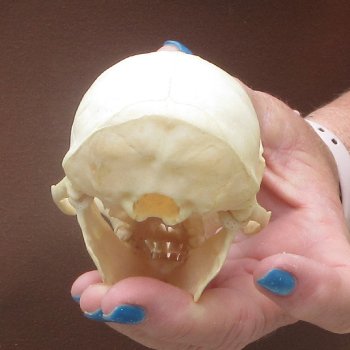 4-1/4" A-Grade Male African Vervet Monkey Skull  (CITES P-000044854)