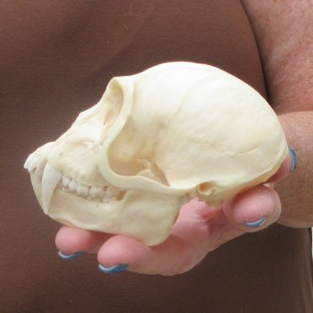 4-1/4" A-Grade Male African Vervet Monkey Skull  (CITES P-000044854)