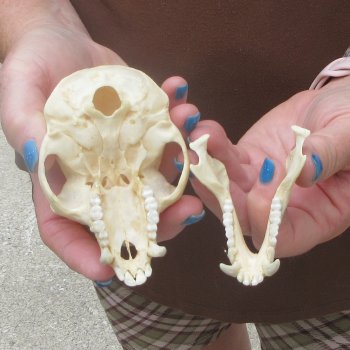 4-1/4" A-Grade Male African Vervet Monkey Skull  (CITES P-000044854)