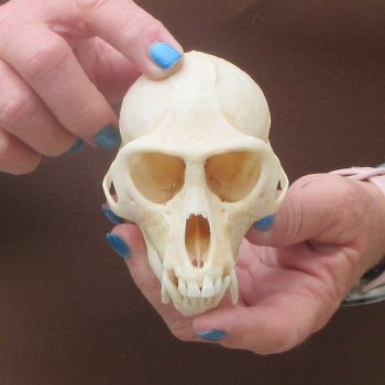 4-1/4" Male African Vervet Monkey Skull  (CITES P-000044854)