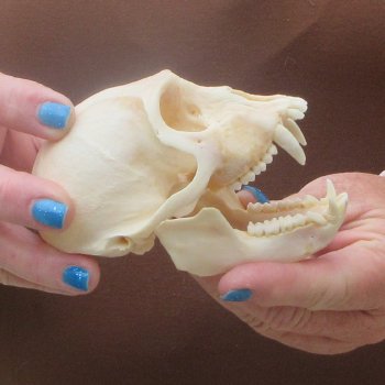 4-1/4" Male African Vervet Monkey Skull  (CITES P-000044854)