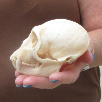 4-1/4" Male African Vervet Monkey Skull  (CITES P-000044854)