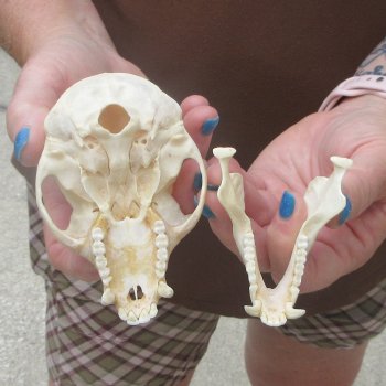 4-1/4" Male African Vervet Monkey Skull  (CITES P-000044854)