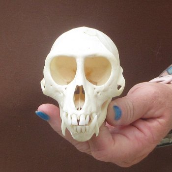 4-1/4" Male African Vervet Monkey Skull  (CITES P-000044854)