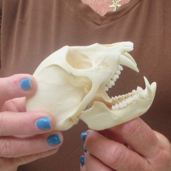 4-1/4" Male African Vervet Monkey Skull  (CITES P-000044854)